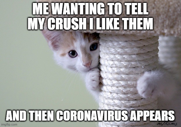 Shy kitten | ME WANTING TO TELL MY CRUSH I LIKE THEM; AND THEN CORONAVIRUS APPEARS | image tagged in shy kitten | made w/ Imgflip meme maker