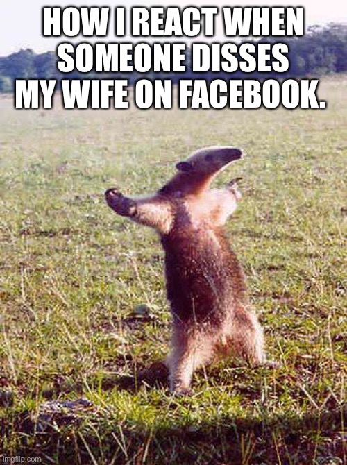 come at me anteater | HOW I REACT WHEN SOMEONE DISSES MY WIFE ON FACEBOOK. | image tagged in come at me anteater | made w/ Imgflip meme maker