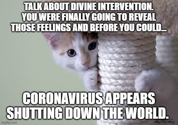 Shy kitten | TALK ABOUT DIVINE INTERVENTION. YOU WERE FINALLY GOING TO REVEAL THOSE FEELINGS AND BEFORE YOU COULD... CORONAVIRUS APPEARS SHUTTING DOWN THE WORLD. | image tagged in shy kitten | made w/ Imgflip meme maker