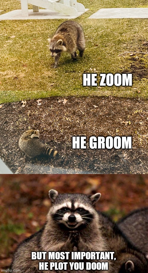 Evil raccoon | HE ZOOM; HE GROOM; BUT MOST IMPORTANT, HE PLOT YOU DOOM | image tagged in memes,evil plotting raccoon,cute,raccoon | made w/ Imgflip meme maker