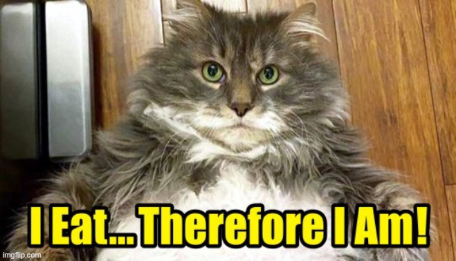 Fat Cat Meme Of The Day :) | image tagged in fat cat,funny meme,cats | made w/ Imgflip meme maker