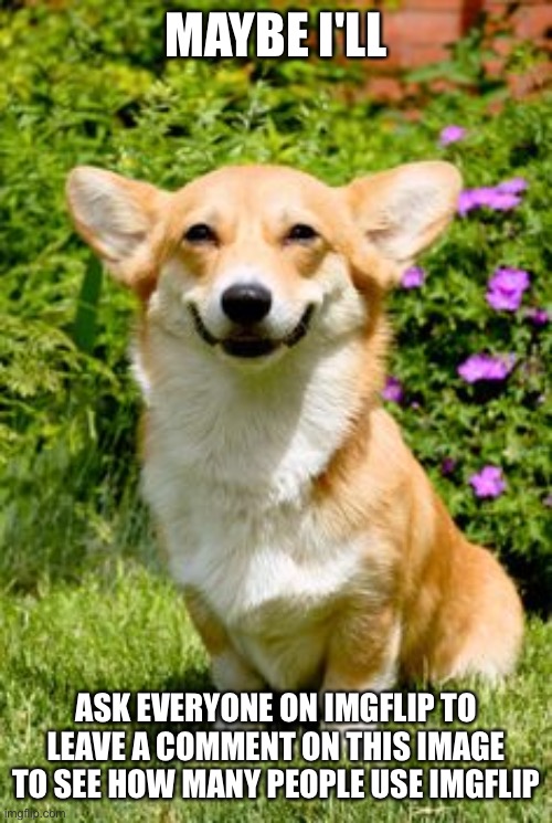 mischievous corgi  | MAYBE I'LL; ASK EVERYONE ON IMGFLIP TO LEAVE A COMMENT ON THIS IMAGE TO SEE HOW MANY PEOPLE USE IMGFLIP | image tagged in mischievous corgi | made w/ Imgflip meme maker