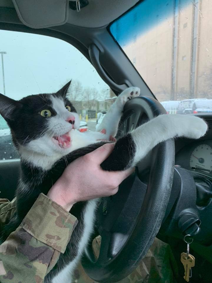 High Quality military cat Blank Meme Template