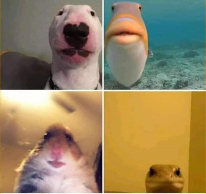 Animals on Facetime Blank Meme Template