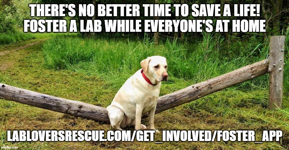 Fat Labrador | THERE'S NO BETTER TIME TO SAVE A LIFE!
FOSTER A LAB WHILE EVERYONE'S AT HOME; LABLOVERSRESCUE.COM/GET_INVOLVED/FOSTER_APP | image tagged in fat labrador | made w/ Imgflip meme maker