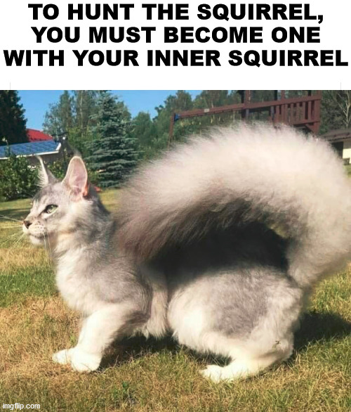 He looks like a squirrel | TO HUNT THE SQUIRREL, YOU MUST BECOME ONE WITH YOUR INNER SQUIRREL | image tagged in cats | made w/ Imgflip meme maker