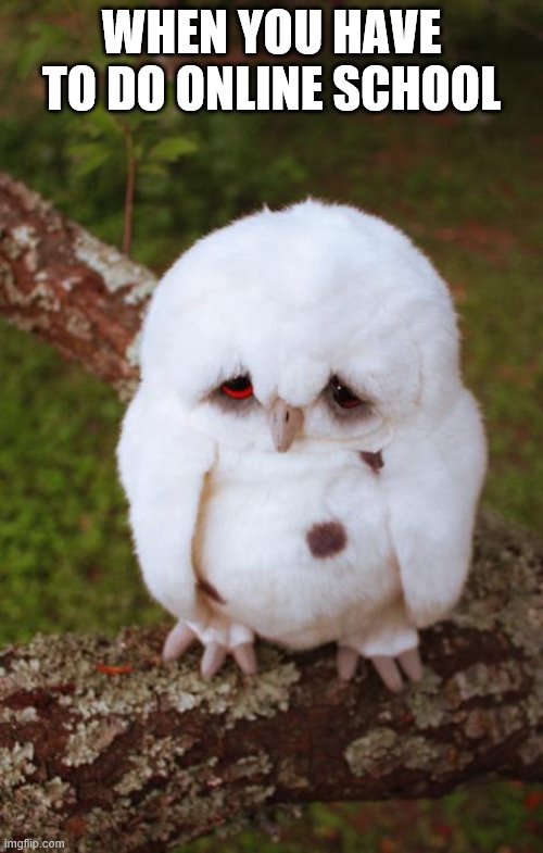 sad owl | WHEN YOU HAVE TO DO ONLINE SCHOOL | image tagged in sad owl | made w/ Imgflip meme maker