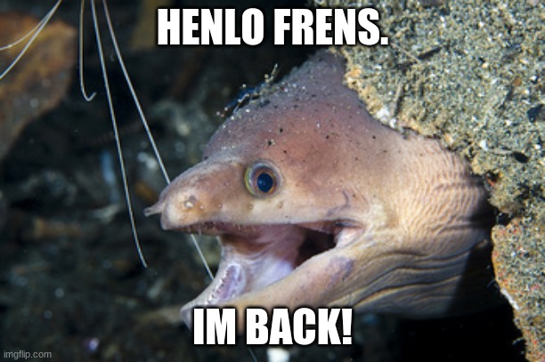 Happy Eel | HENLO FRENS. IM BACK! | image tagged in happy eel | made w/ Imgflip meme maker