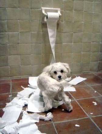Dog toilet paper Blank Meme Template