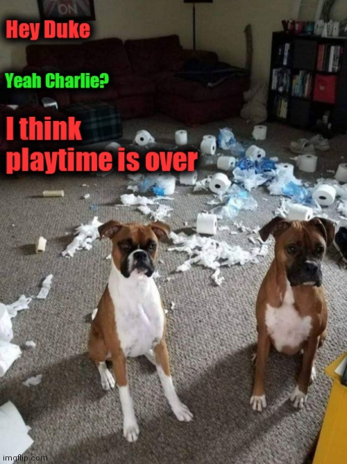 Coronavirus Chronicles | image tagged in dog life,guiltydogs,no more toilet paper,totally busted | made w/ Imgflip meme maker