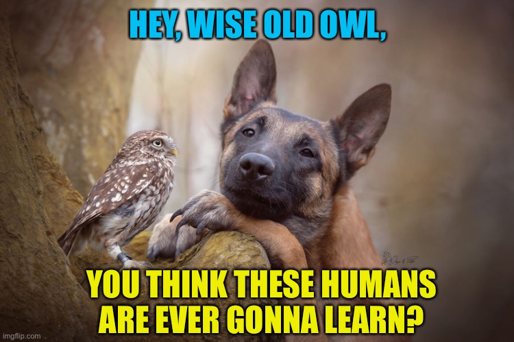 Dog and owl | HEY, WISE OLD OWL, YOU THINK THESE HUMANS ARE EVER GONNA LEARN? | image tagged in owl,dog,bffs,civilized discussion,stupid people | made w/ Imgflip meme maker