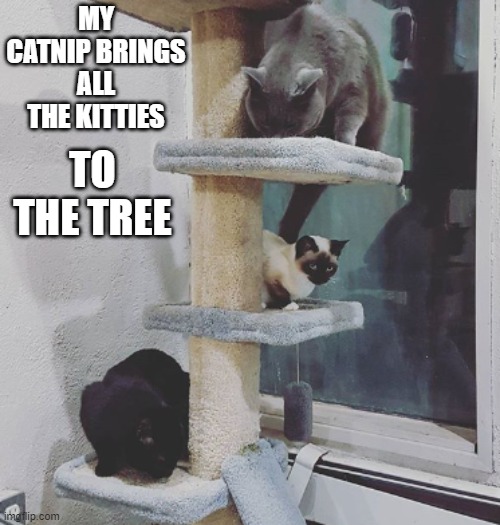 Catnip Kitties | MY CATNIP BRINGS ALL THE KITTIES; TO THE TREE | image tagged in cats,funny cat memes,cat memes | made w/ Imgflip meme maker