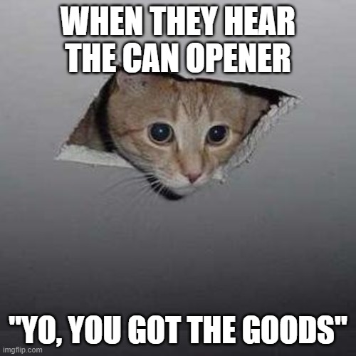 Ceiling Cat | WHEN THEY HEAR THE CAN OPENER; "YO, YOU GOT THE GOODS" | image tagged in memes,ceiling cat | made w/ Imgflip meme maker