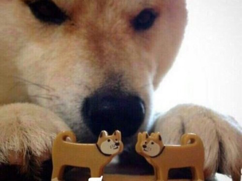 Doge Matches Two Toy Dogs Blank Meme Template