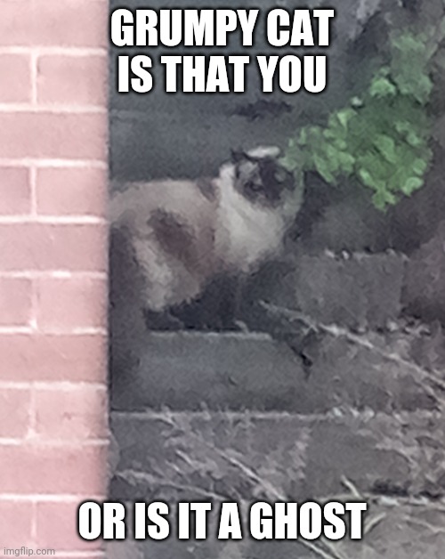Grumpy cat | GRUMPY CAT IS THAT YOU; OR IS IT A GHOST | image tagged in grumpy cat | made w/ Imgflip meme maker