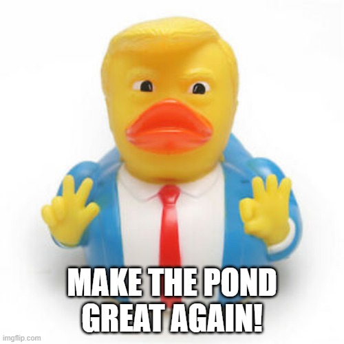 Duck Trump | MAKE THE POND GREAT AGAIN! | image tagged in ducks | made w/ Imgflip meme maker