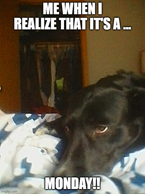 MONDAYS! | ME WHEN I REALIZE THAT IT'S A ... MONDAY!! | image tagged in dog,monday | made w/ Imgflip meme maker
