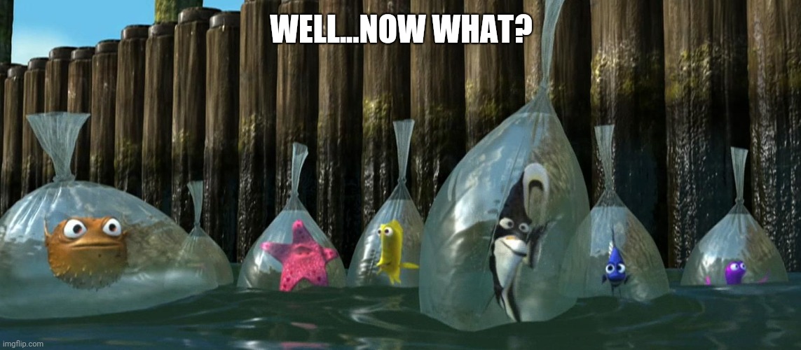 Now What - Finding Nemo | WELL...NOW WHAT? | image tagged in now what - finding nemo | made w/ Imgflip meme maker