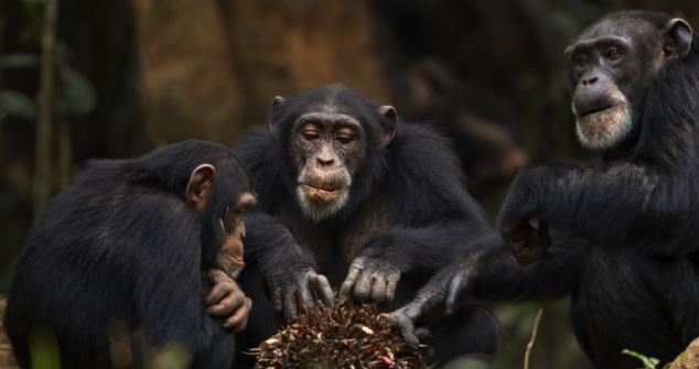 chimps sharing food Blank Meme Template