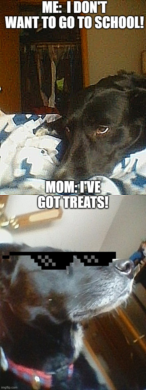 My Dog Being Edited Against Her Will! | ME:  I DON'T WANT TO GO TO SCHOOL! MOM: I'VE GOT TREATS! | image tagged in dog,cool,school,thug life | made w/ Imgflip meme maker