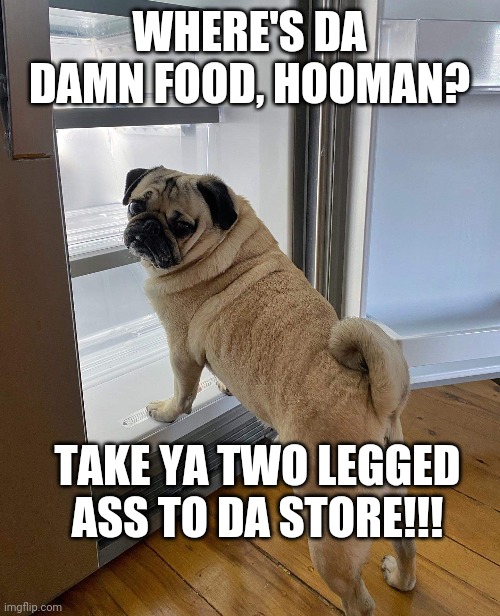Pug looking  in the fridge like... | WHERE'S DA DAMN FOOD, HOOMAN? TAKE YA TWO LEGGED ASS TO DA STORE!!! | image tagged in pugs | made w/ Imgflip meme maker