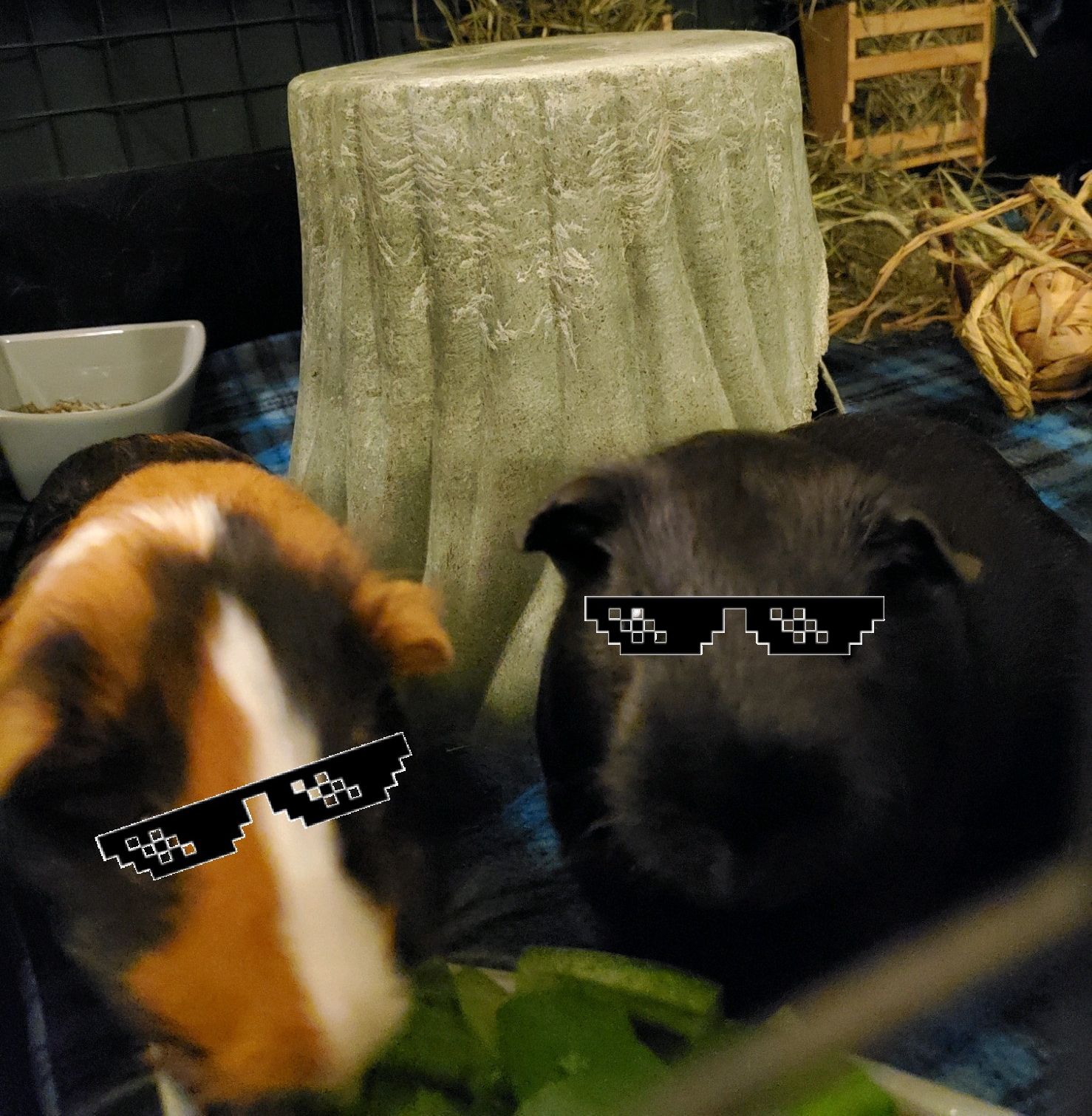 Guinea Glasses Blank Meme Template