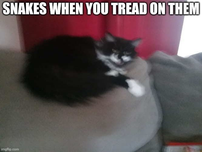 Angery Cat | SNAKES WHEN YOU TREAD ON THEM | image tagged in angery cat | made w/ Imgflip meme maker