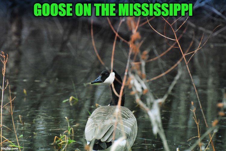 GOOSE ON THE MISSISSIPPI | made w/ Imgflip meme maker