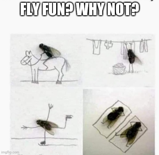 Fly fun | FLY FUN? WHY NOT? | image tagged in funny fly,fly fun | made w/ Imgflip meme maker