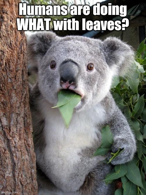 Surprised Koala |  Humans are doing WHAT with leaves? | image tagged in memes,surprised koala,coronavirus,toilet paper,leaves,covid-19 | made w/ Imgflip meme maker