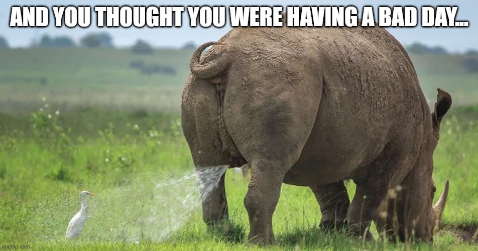 Rhinocerous Pizzle | AND YOU THOUGHT YOU WERE HAVING A BAD DAY... | image tagged in funny pic | made w/ Imgflip meme maker