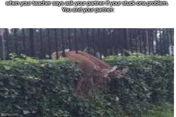 partner confusion? | when your teacher says ask your partner if your stuck ona problem. 
You and your partner: | image tagged in funny memes | made w/ Imgflip meme maker