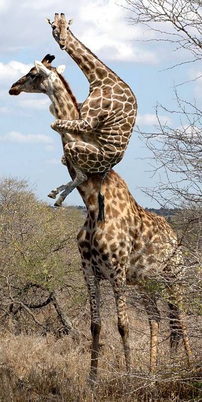 Giraffe on giraffe neck Blank Meme Template