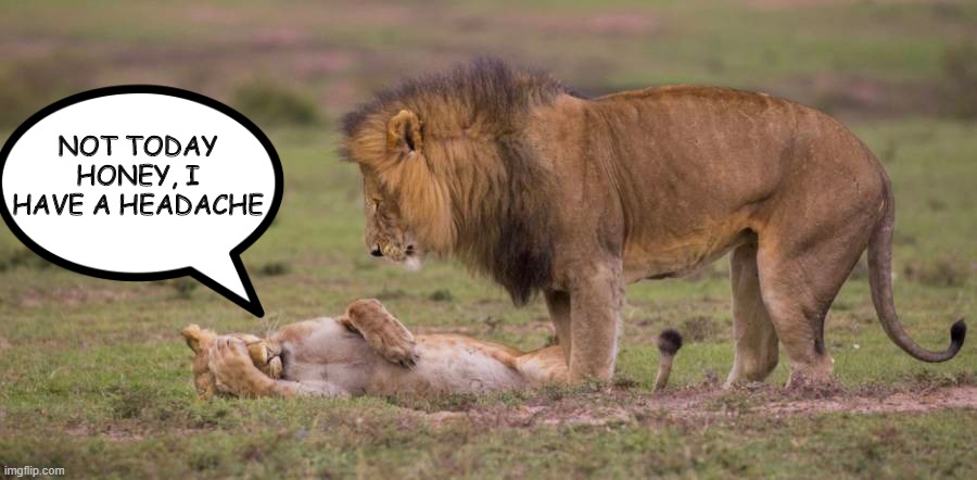 Even The King of the Jungle Gets Denied Sometimes | NOT TODAY HONEY, I HAVE A HEADACHE | image tagged in funny animals | made w/ Imgflip meme maker
