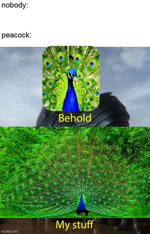 Behold my stuff | nobody:; peacock: | image tagged in behold my stuff,peackock | made w/ Imgflip meme maker