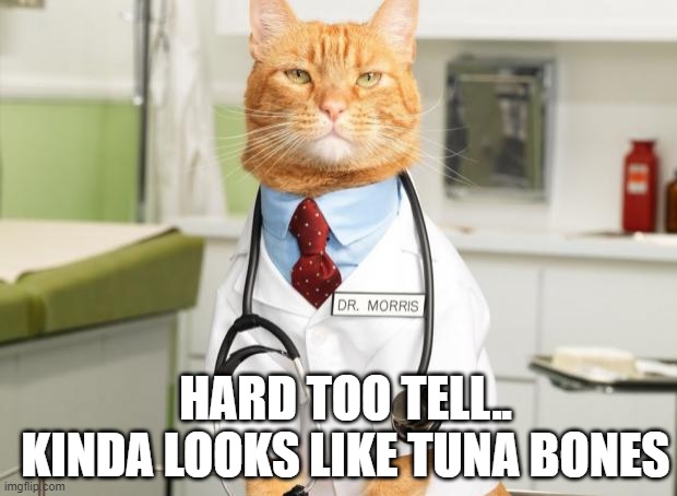 Cat Doctor | HARD TOO TELL.. KINDA LOOKS LIKE TUNA BONES | image tagged in cat doctor | made w/ Imgflip meme maker