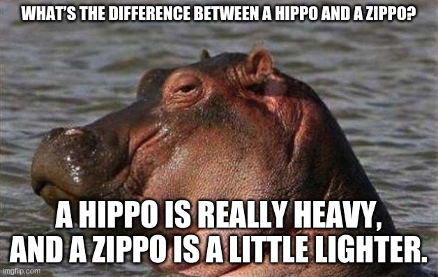 Hippo | WHAT’S THE DIFFERENCE BETWEEN A HIPPO AND A ZIPPO? A HIPPO IS REALLY HEAVY, AND A ZIPPO IS A LITTLE LIGHTER. | image tagged in hippo | made w/ Imgflip meme maker