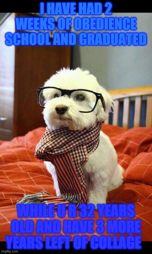 Intelligent Dog Meme | I HAVE HAD 2 WEEKS OF OBEDIENCE SCHOOL AND GRADUATED; WHILE U R 32 YEARS OLD AND HAVE 3 MORE YEARS LEFT OF COLLAGE | image tagged in memes,intelligent dog | made w/ Imgflip meme maker