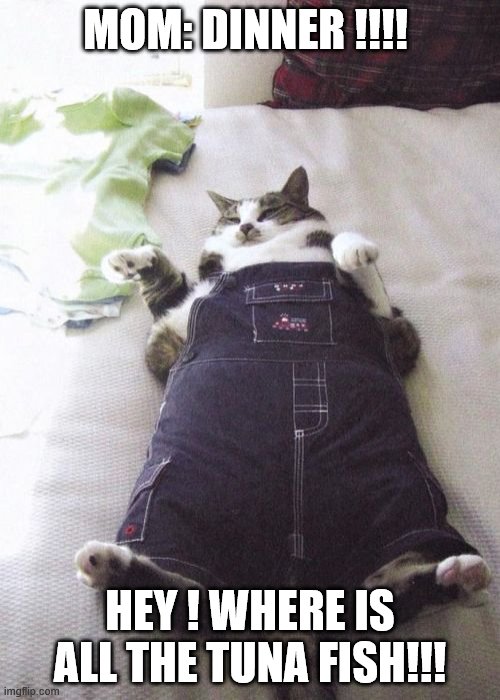 Fat Cat | MOM: DINNER !!!! HEY ! WHERE IS ALL THE TUNA FISH!!! | image tagged in memes,fat cat | made w/ Imgflip meme maker