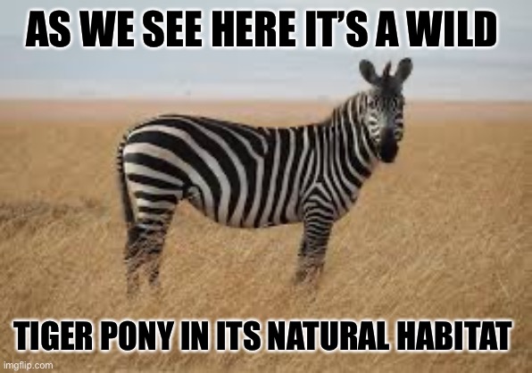 AS WE SEE HERE IT’S A WILD; TIGER PONY IN ITS NATURAL HABITAT | image tagged in zebra,pony,funny,memes,animals,tiger | made w/ Imgflip meme maker