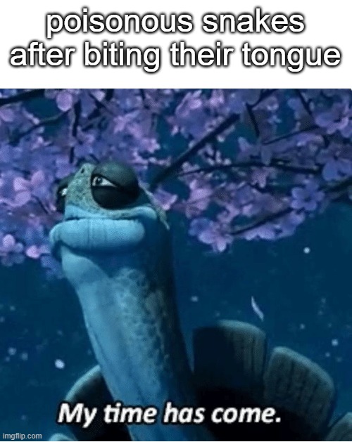 poisonous snakes after biting their tongue | image tagged in memes,snake,my time has come,funny | made w/ Imgflip meme maker
