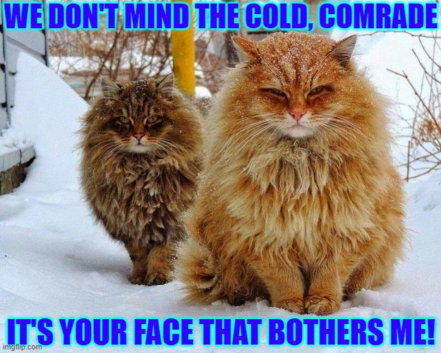 Rude Norwegian Forest Cats | WE DON'T MIND THE COLD, COMRADE; IT'S YOUR FACE THAT BOTHERS ME! | image tagged in vince vance,furry,norway,forest,cats,in the snow | made w/ Imgflip meme maker