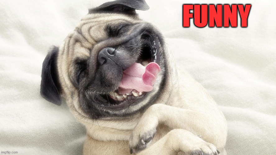 laughing dog | FUNNY | image tagged in laughing dog | made w/ Imgflip meme maker