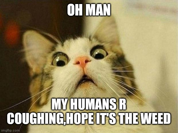 Scared Cat | OH MAN; MY HUMANS R COUGHING,HOPE IT'S THE WEED | image tagged in memes,scared cat | made w/ Imgflip meme maker