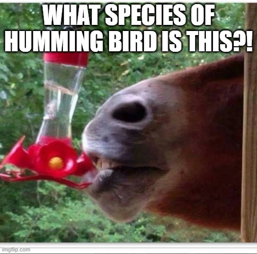 feeder | WHAT SPECIES OF HUMMING BIRD IS THIS?! | image tagged in animals | made w/ Imgflip meme maker