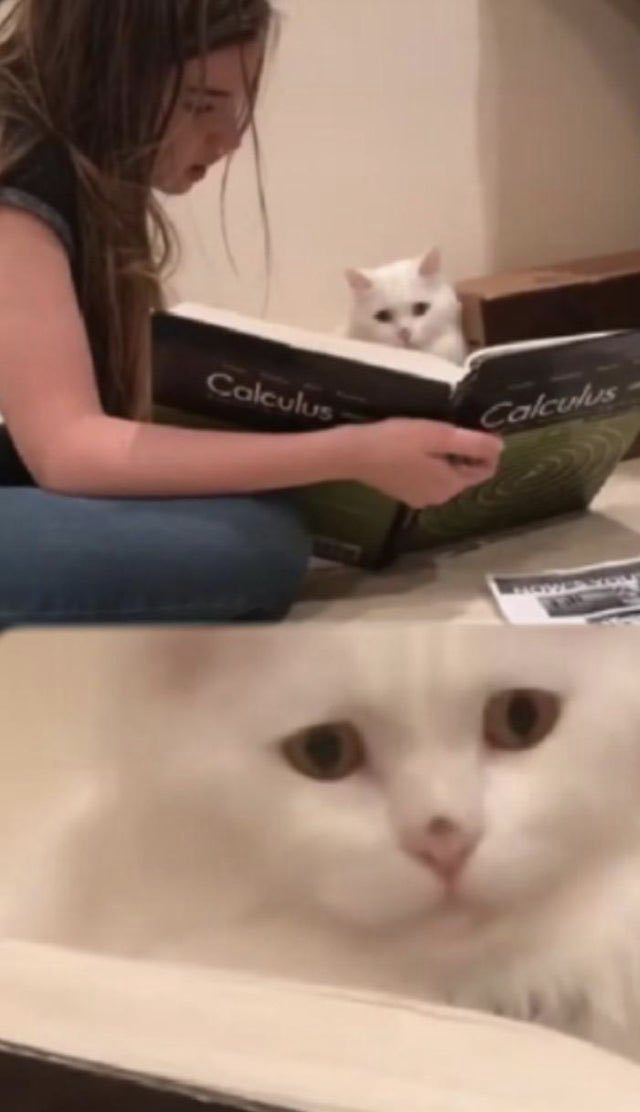 Cat And Calculus Blank Meme Template