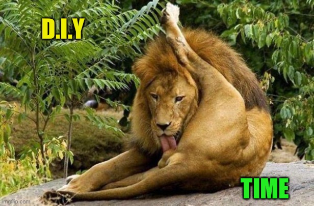 lion licking balls | D.I.Y TIME | image tagged in lion licking balls | made w/ Imgflip meme maker
