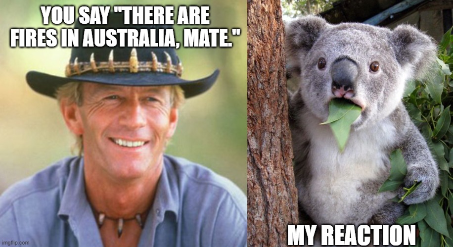 YOU SAY "THERE ARE FIRES IN AUSTRALIA, MATE."; MY REACTION | image tagged in shocked koala,australianguy | made w/ Imgflip meme maker