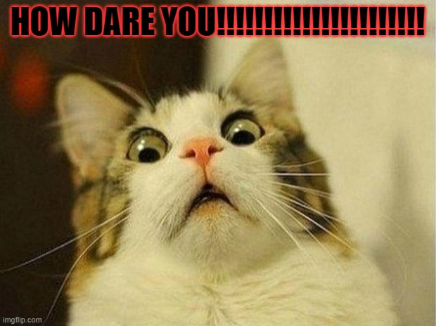 Scared Cat | HOW DARE YOU!!!!!!!!!!!!!!!!!!!!!! | image tagged in memes,scared cat | made w/ Imgflip meme maker