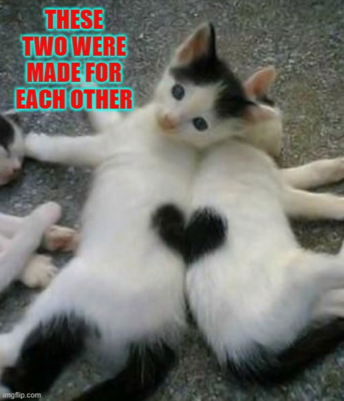 My Better Half... or It Takes Two | THESE TWO WERE MADE FOR EACH OTHER | image tagged in vince vance,cats,heart,kittens,half-hearted,cat memes | made w/ Imgflip meme maker